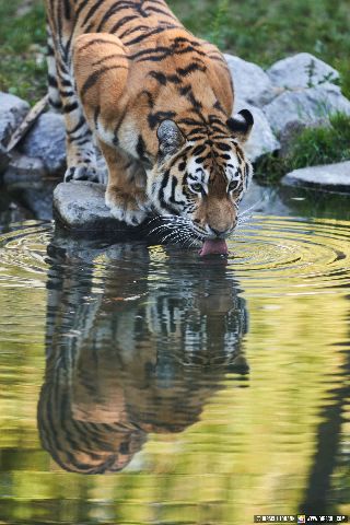 Gemeinde Straubing Landkreis Straubing-Bogen Zoo Tiergarten Straubing (Dirschl Johann) Deutschland SR